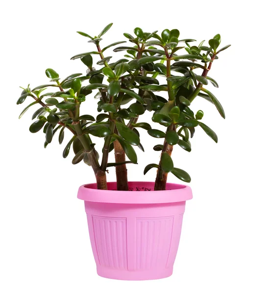 Jade tree in pot. Isolated on white — Stock Photo, Image