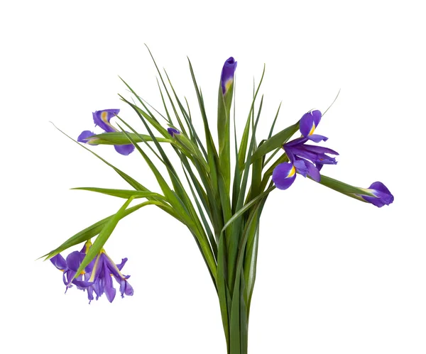 Bouquet of iris. Isolated on white — Stock Photo, Image
