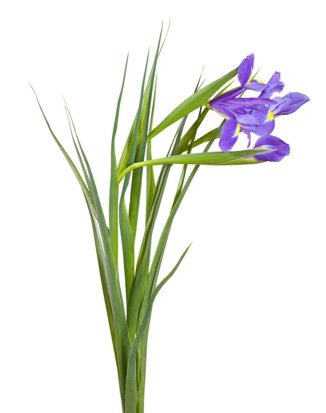 Iris op witte achtergrond — Stockfoto