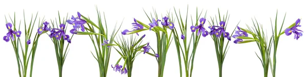 Iris bloemen grens. geïsoleerd op wit — Stockfoto