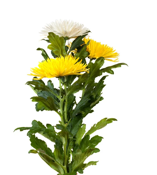 Chrysanthemum. Isolated on white — Stock Photo, Image