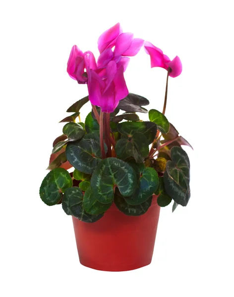 Blooming cyclamen in pot. Isolated on white — Stock Photo, Image