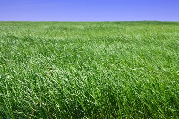 単に緑の草原 — ストック写真