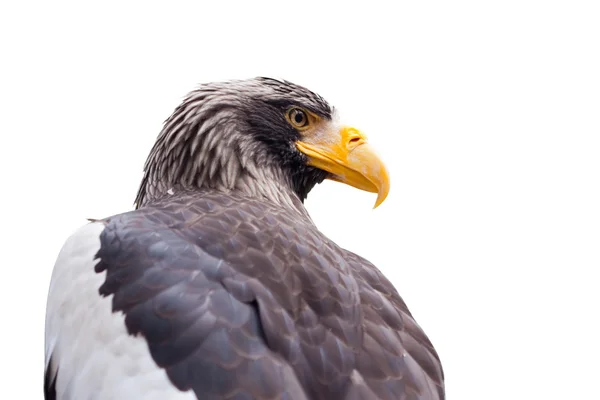 Steller's sea eagle. Isolated over white — Stock Photo, Image
