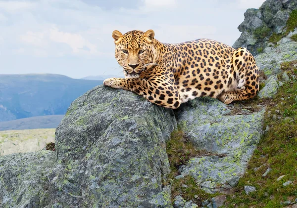Leopardo na área selvagem — Fotografia de Stock
