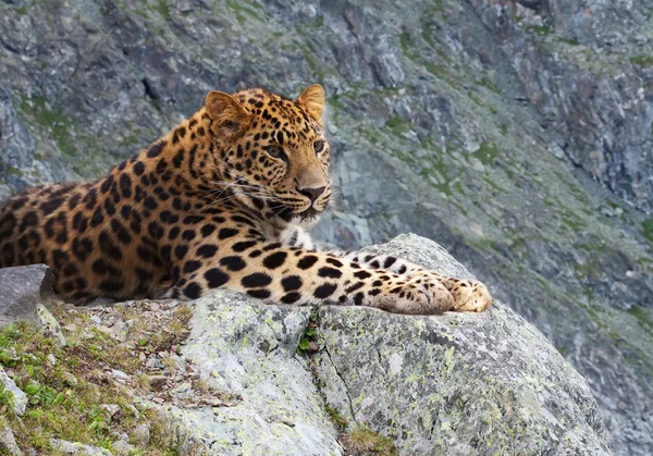 Leopard on rock — Stock Photo, Image