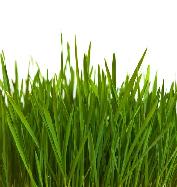 Gras über Weiß — Stockfoto