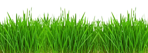 Graniță de iarbă — Fotografie, imagine de stoc