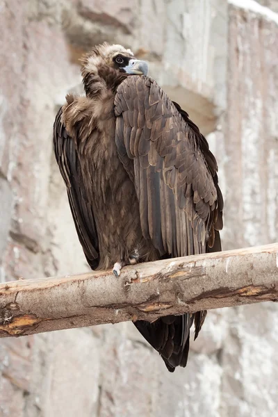Vulture sitting on wood trunk — Stock Photo, Image
