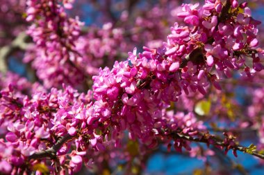 Blossoming Cercis siliquastrum plant clipart