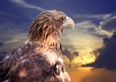 White-tailed eagle against sunset clipart