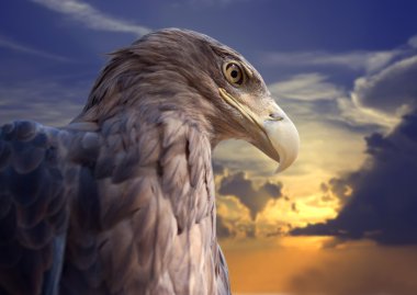 Head of eagle against sunset clipart