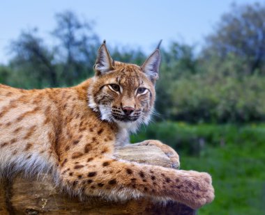 Lynx in wild nature clipart