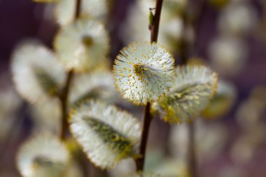 Pussy willow branch clipart