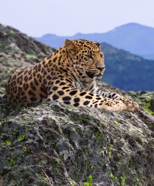 Leopard on stones clipart