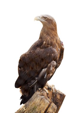 White-tailed eagle. Isolated over white clipart