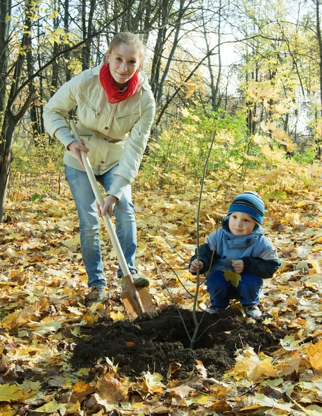 Rodina, výsadba stromu r na podzim — Stock fotografie