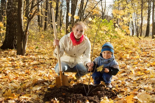 Rodina, výsadba stromu na podzim — Stock fotografie