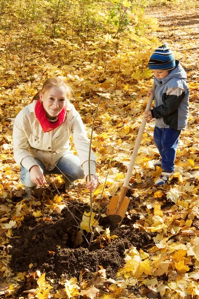 Frau mit Sohn pflanzt Baum im Herbst — Stockfoto