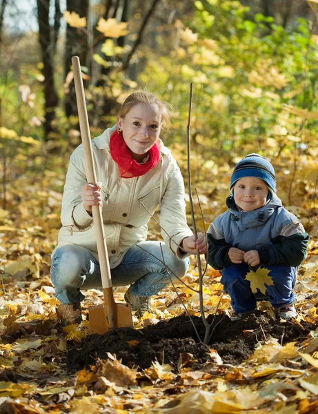 Rodina, výsadba stromu na podzim — Stock fotografie