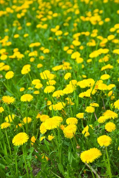 Rostlina žlutá Pampeliška — Stock fotografie