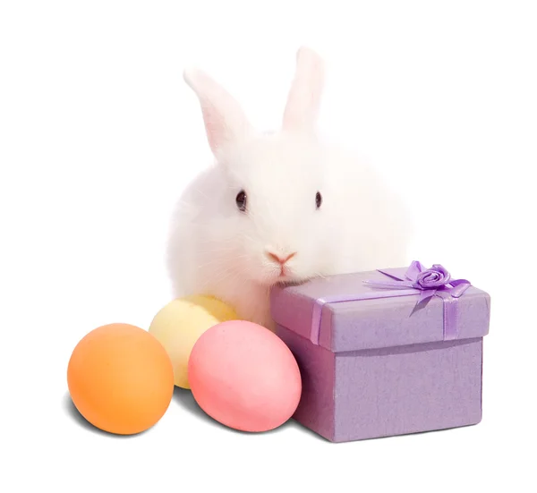 Easter rabbit with present box — Stock Photo, Image