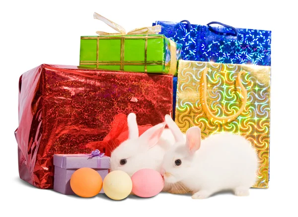 Два белых кролика с подарками — стоковое фото