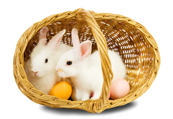 Coelhos em cesta com ovos — Fotografia de Stock