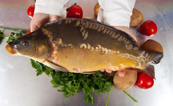 Cook hands with carp fish — Stock Photo, Image