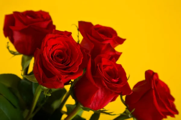 stock image Roses on yellow background