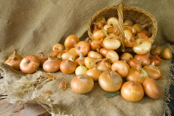 Zbioru cebuli na zwolnieniu — Zdjęcie stockowe