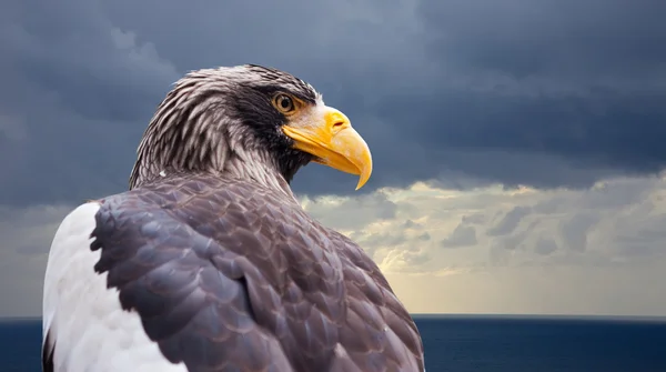 Steller's sea eagle — Stock Photo, Image