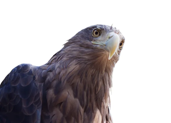 Head of white-tailed eagle — Stock Photo, Image