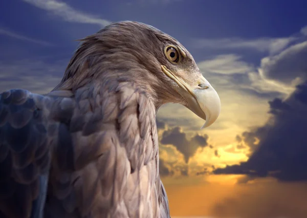 Cabeça de águia contra o pôr do sol — Fotografia de Stock