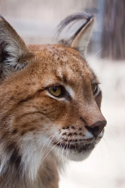 Lynx kafa — Stok fotoğraf