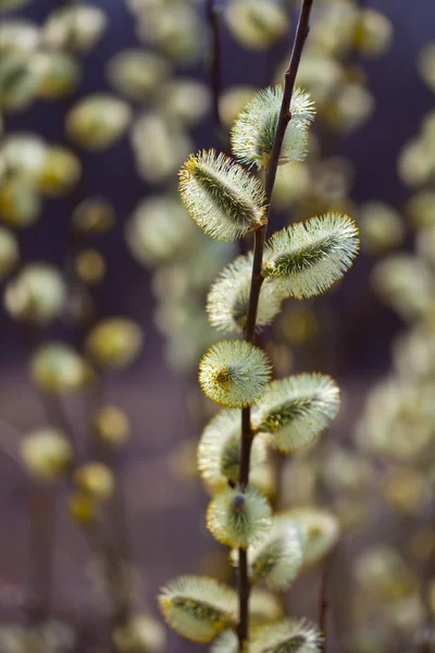 Кицька willow гілок — стокове фото