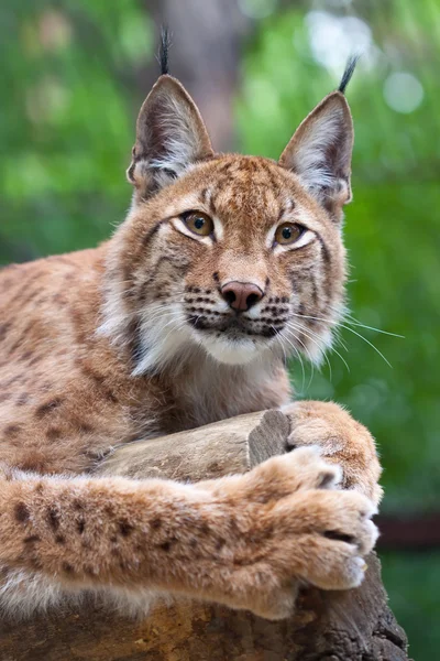 Lynx vahşilik alan karşı — Stok fotoğraf