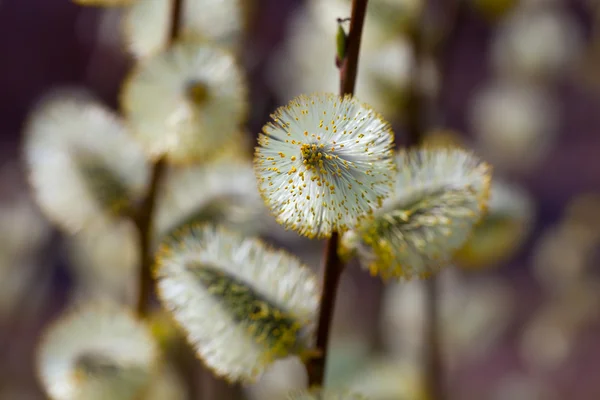 Pussy willow branch — Stockfoto