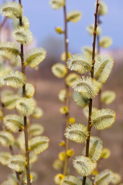 Yellow pussywillow branches — Stock Photo, Image