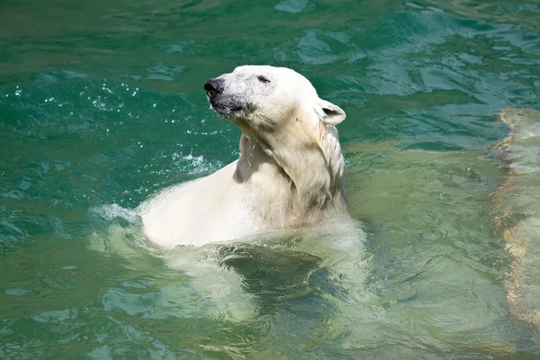 Білий ведмідь у воді — стокове фото