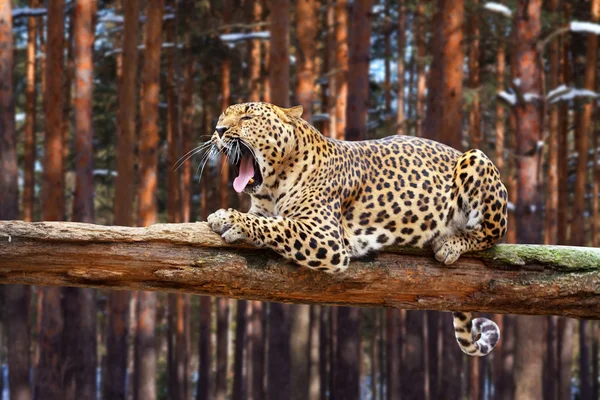 Leopardo sobre madeira — Fotografia de Stock
