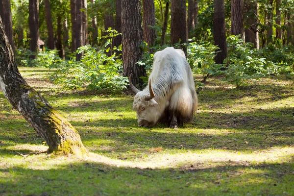 Yak in forest area — Stock Photo, Image