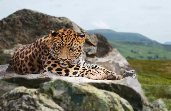 Jaguar auf Felsen — Stockfoto