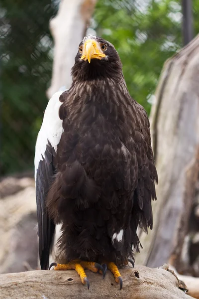 Águila de mar de Steller — Foto de Stock