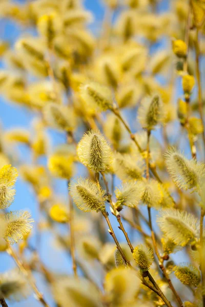 Chatte jaune branches de saule — Photo