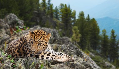 Jaguar on rock clipart