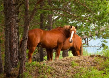 Horse on top of mountain clipart