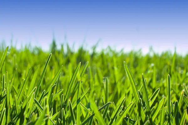 Graswiese unter blauem Himmel — Stockfoto