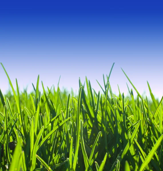 Yeşil çim çayır — Stok fotoğraf
