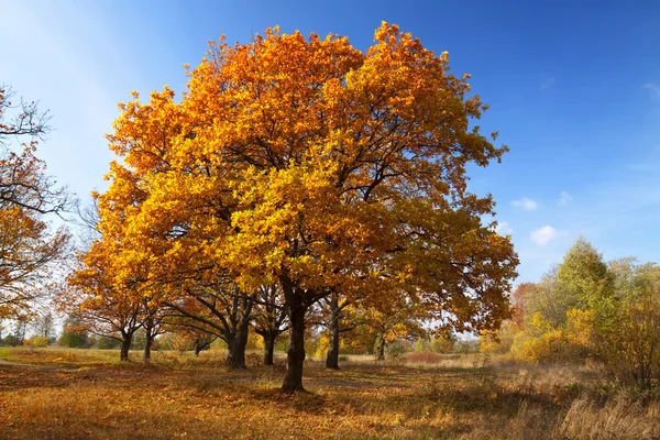 Stock image Autumn lanscape with oak grove